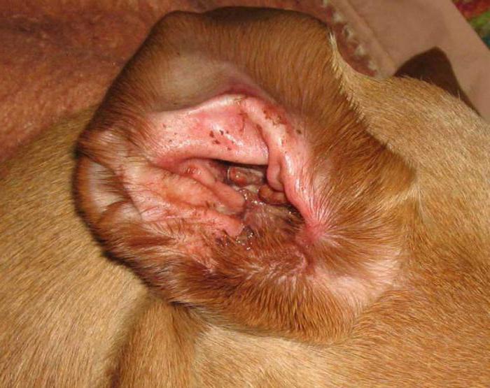 грибок шкіри у собак
