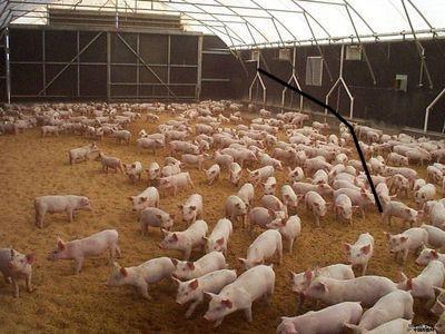 net Plast enzymatic litter for pigs