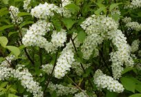 A flor de черемухи - um espetáculo surpreendente