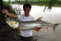 Верхогляд (Fisch): Beschreibung, Möglichkeiten der Fischerei