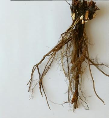 la raíz blanca lapchatki