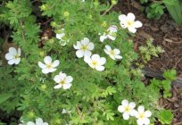 The root of white cinquefoil - an effective tool for the treatment of many diseases