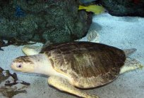 Oliva de la tortuga: la apariencia, el estilo de vida y la población animal