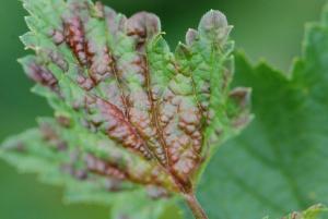 las manchas Rojas en las hojas de grosella