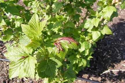 Leaves of currant properties