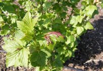 Red spots on the leaves of currant - cause for concern