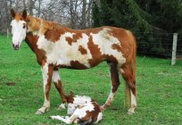 Domestic horses: care and maintenance