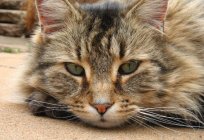 La esterilización de los gatos: los pros y los contras. Cuando es mejor hacer la esterilización de los gatos