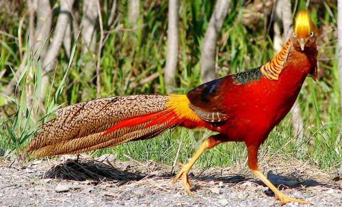 photo pheasant