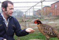 The breeding of pheasants as a business