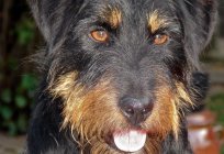 Was für ein Hund - Deutsch Yak-Terrier?