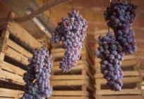 In the process of drying grapes is raisins with a pleasant shade and unique taste?