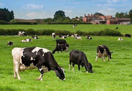 treatment of chronic endometritis in cows