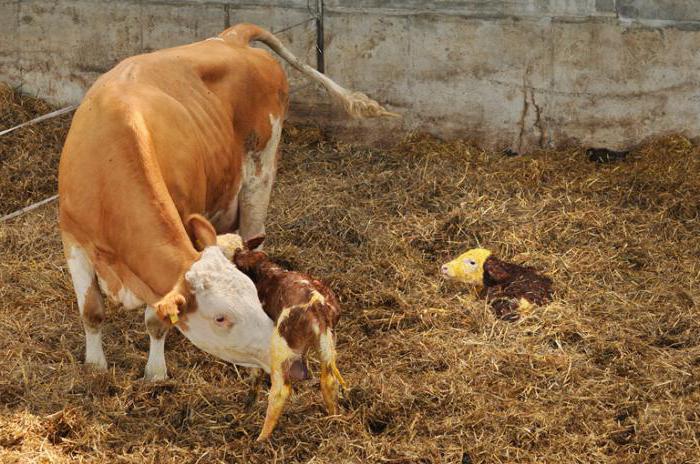 gnoyno катаральный endometritis de las vacas de la historia de la enfermedad