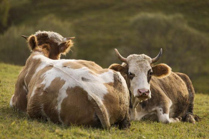 रोगजनन के endometritis में गायों