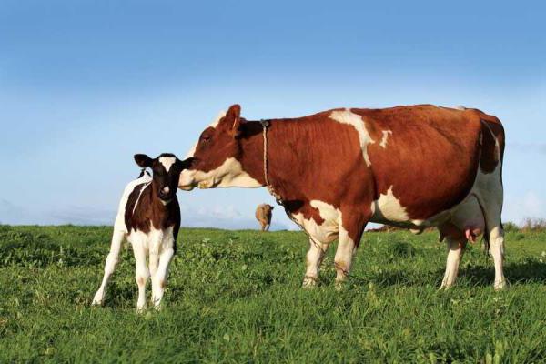 la endometritis subclínica las vacas