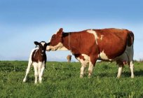Behandlung von Endometritis bei einer Kuh?