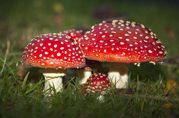 mushroom season