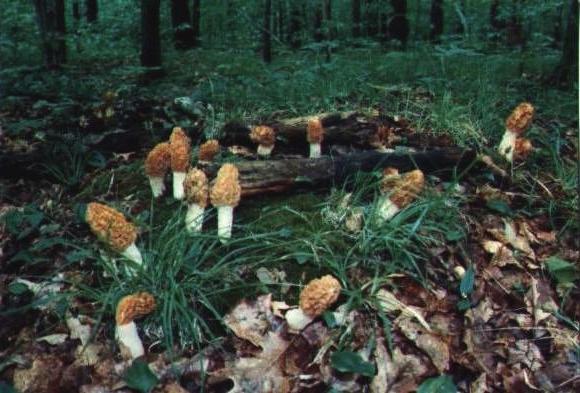 współrzędne grzybów miejsc obwodzie leningradzkim