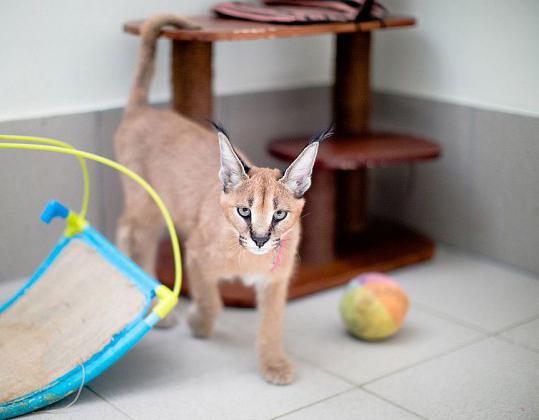 how to choose toys for Caracal