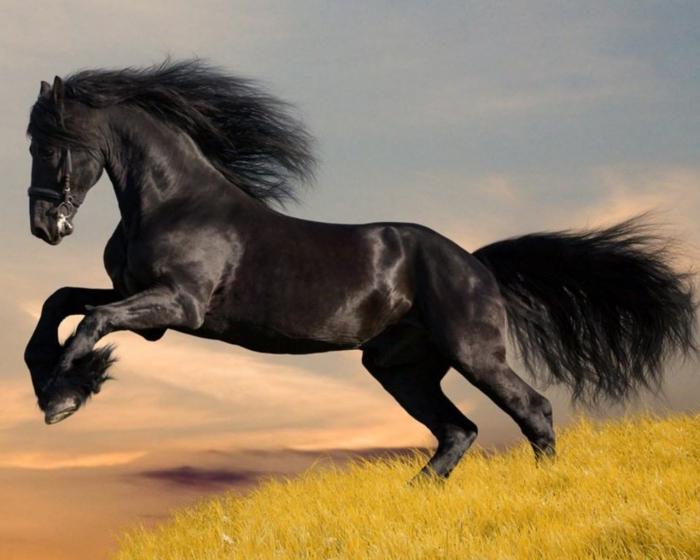 welche Träume Pferd schwarz