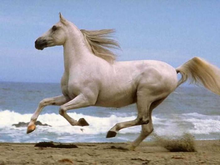 co ma białe konie