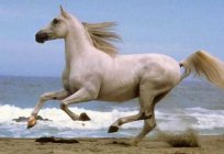 Interpretación de los sueños: lo que uno sueña con un caballo
