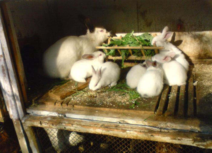 laktik asit kullanım talimatları için veteriner tavşan