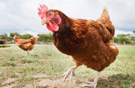 el ácido láctico instrucciones de uso en medicina veterinaria para las aves