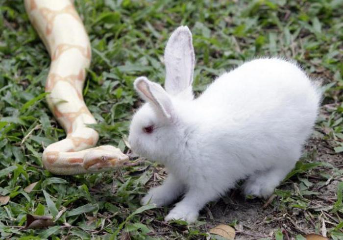 Compatibility Rabbit and Snake according to the Eastern horoscope
