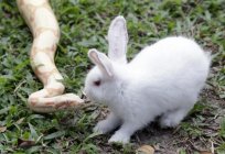 Schlange und Kaninchen: Kompatibilität nach dem östlichen Horoskop