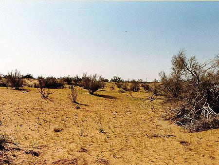 Wüste Foto