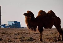 Wüste: Umweltprobleme, das Leben der Wüste