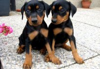 Description of the breed the miniature Pinscher photo, characteristics and reviews. How to raise a dog of this breed?