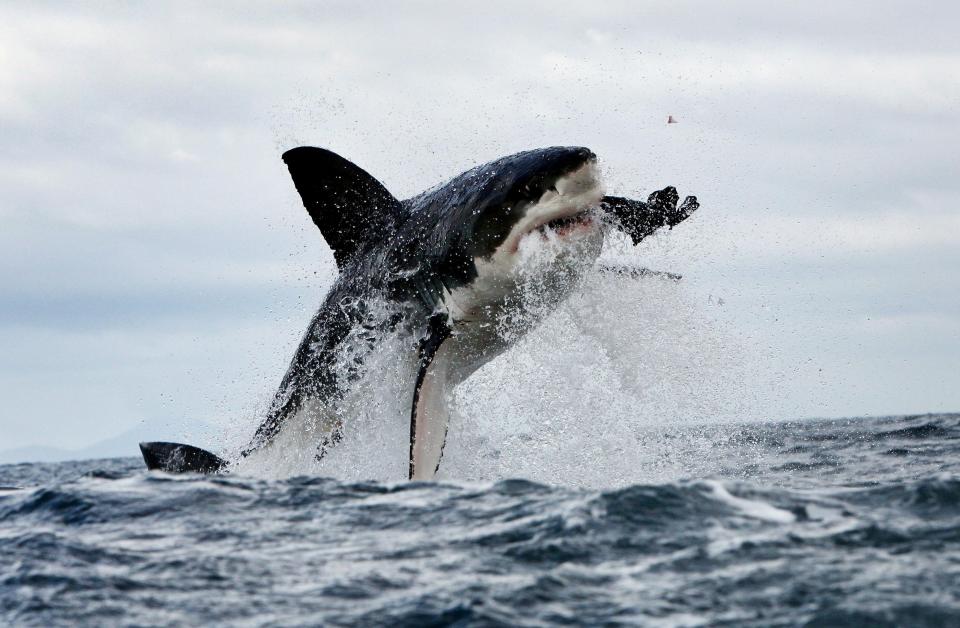shark jumps out of the water