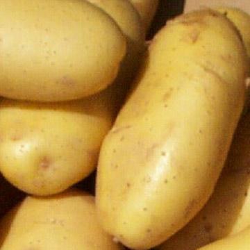 ziemniaki gala opis odmiany zdjęcie