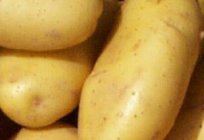Картопля «Гала»: опис сорту