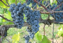 Weintrauben: der Anbau von Knochen in der Heimat, die Besonderheiten der Pflege