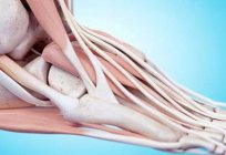 Nedir tendon: tanımı, özellikleri, örnekler