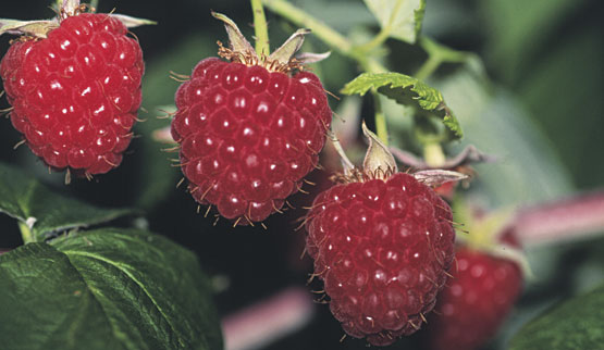 the description of the varieties of raspberries