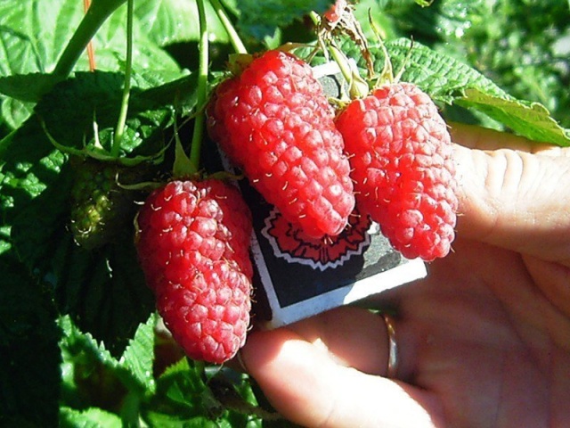 Raspberry cultivar giant