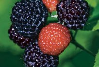 The best varieties of raspberry: photo, title, description, reviews