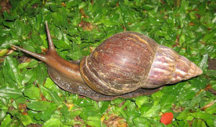 what is the weight of the biggest snail in the world