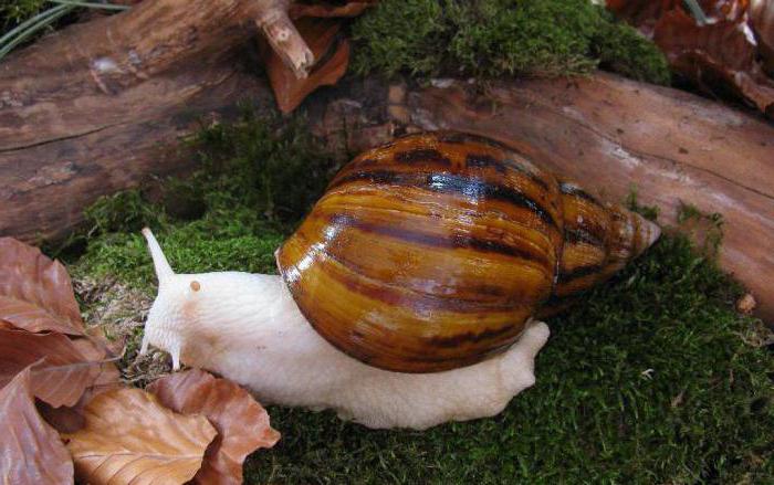  the biggest snail in the world