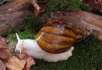 Achatina is the largest snail in the world