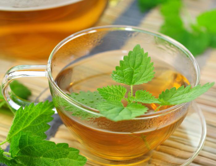 can the nettle during pregnancy