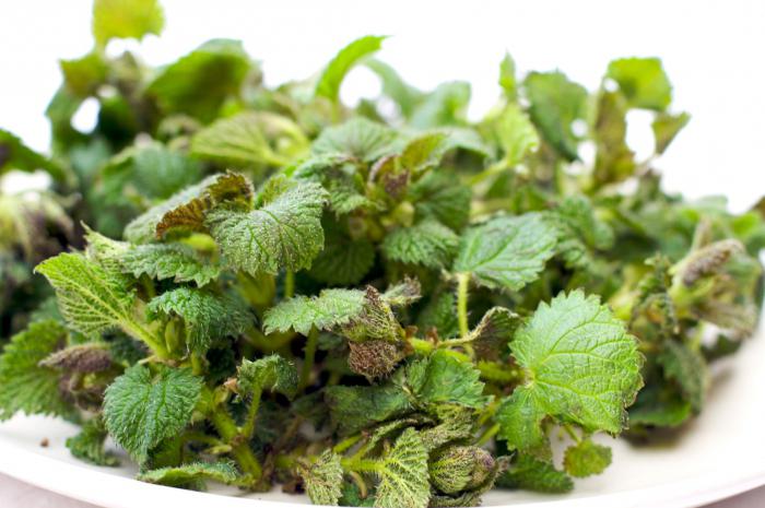 you can drink nettle during pregnancy