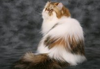 Türlü колтунорезов kediler için: yorum ve önerileri aracı