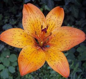 when and how to transplant lilies