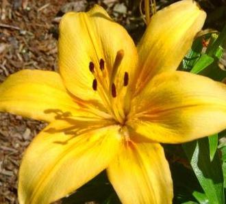 how to transplant lilies in the summer